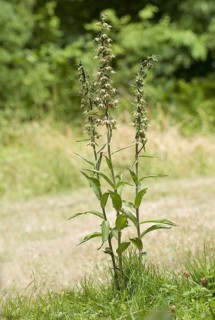 Purple violet helleborine