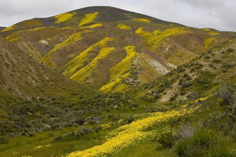 View of measures of wildflowers