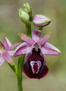 Horseshoe bee-orchid