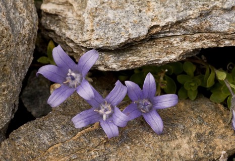 Flowering mont cenis bellflower