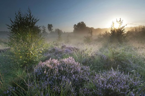Common heather