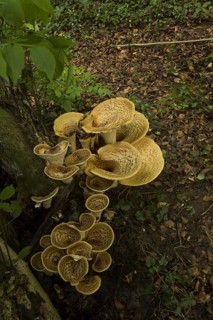 Dryad's Saddle