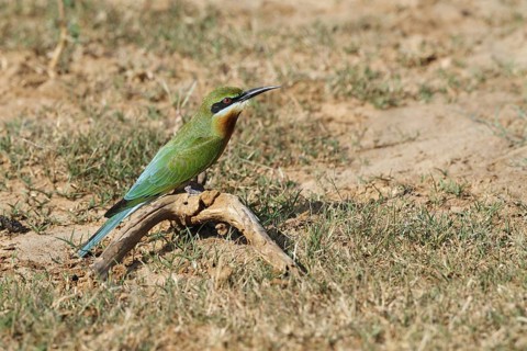 Blue-tailed bee-eater