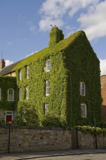 Japanese creeper covering a house