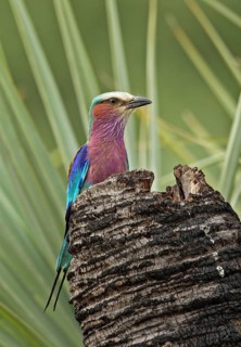 Lilac-breasted roller
