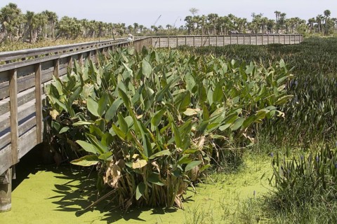 Arrowroot