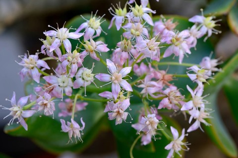 Crassula arborescens