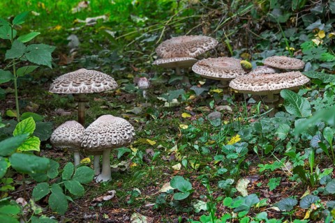Parasol mushrooms