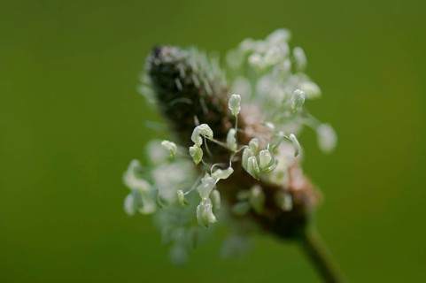 Ribwort