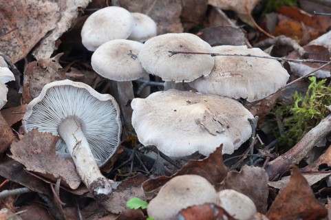 Tricholoma skalturatum