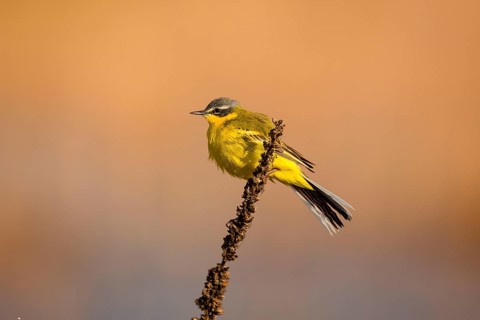 Yellow Wagtail