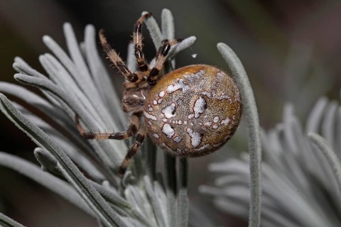 Four-spot orb weaver