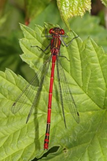 Large Red Damselfly