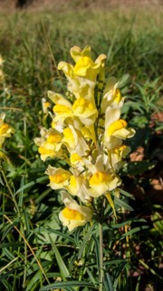 (Linaria vulgaris) SNAPDRAGON