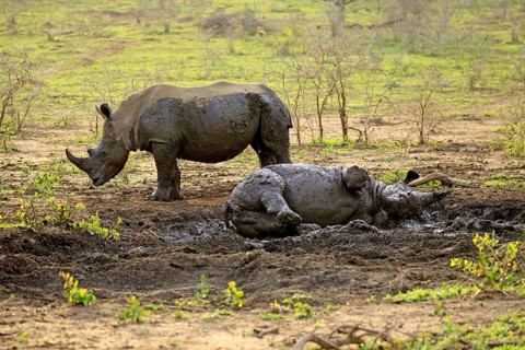 White rhinoceroses
