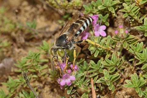 Beaked gyro wasp