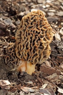 Edible morel