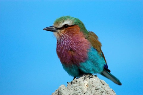 Lilac breasted roller
