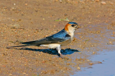 Red-rumped swallow