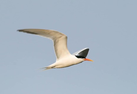 Elegant Tern