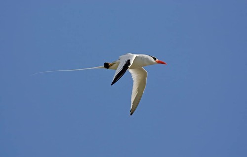 Red-billed Tropicbird