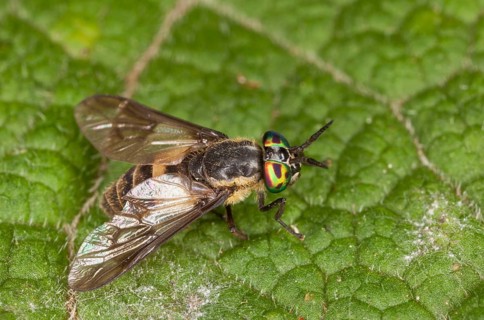 Horsefly