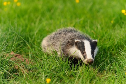 Eurasian Badger