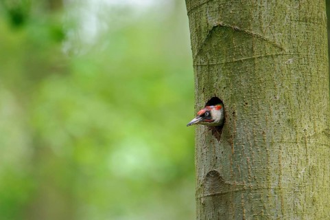 European Green Woodpecker
