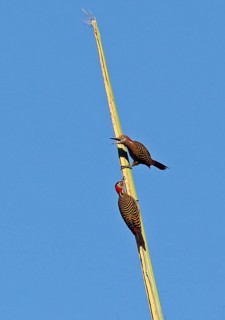 Spanish hispaniolan woodpecker