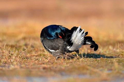 Black grouse