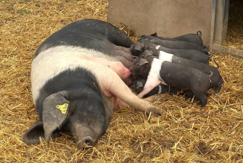 Domestic Pig