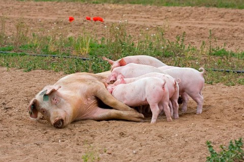 Domestic Pig