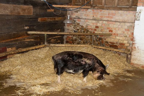 Kune Kune sow in the stable