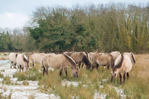 Konik horse