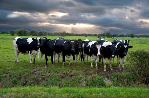 Domestic Cattle