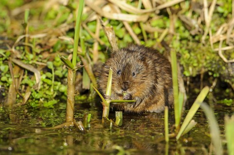 Eastern vole