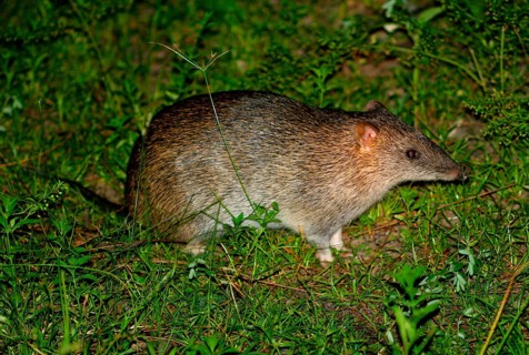 Northern brown northern brown bandicoot