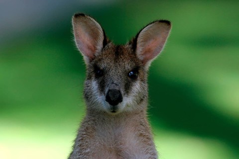 Agile Wallaby