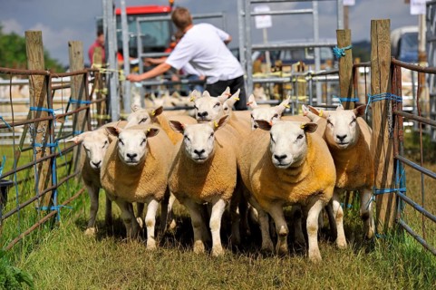 Sheep farming