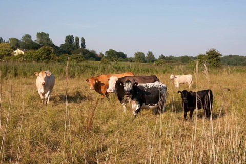 Domestic Cattle