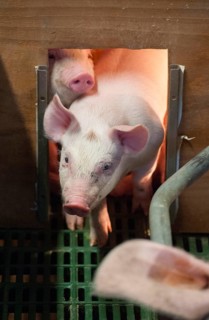 Pig farming