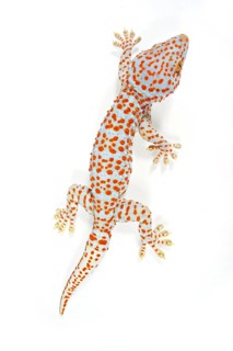 Tokay Gecko