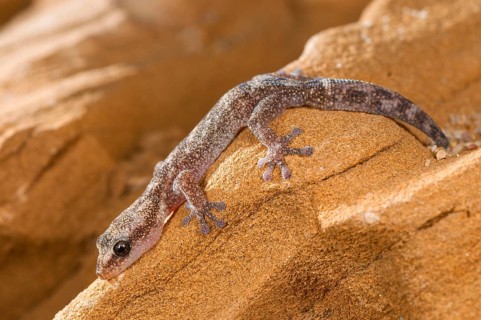 European leaf-toed gecko