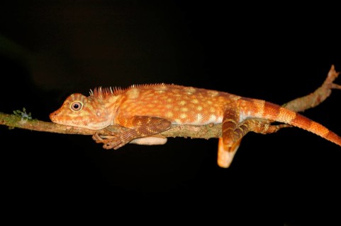 Borneo Crested Lizard