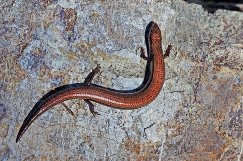 Snake-eyed skink