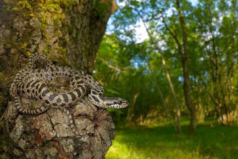 Four-lined Snake