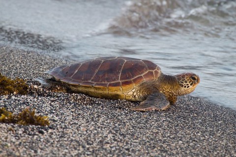 Chelonia mydas agassizi
