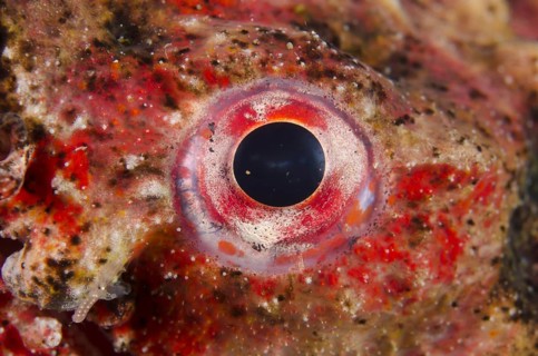 Reptile snake eel