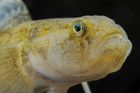 Common Goby