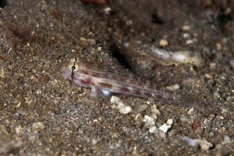 Eyebar Goby